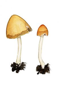 Psathyrella marcescibilis (Britzelm.) Singer attēls