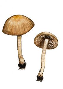 Psathyrella nolitangere (Fr.) Pers.& Dennis. attēls