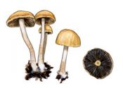 Psathyrella obtusata (Pers.: Fr.) A. H. Sm. attēls