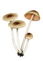 Psathyrella ocellata (Romagn.) M. M. Moser attēls