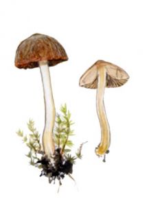 Psathyrella pennata (Fr.) Konrad&Maubl. attēls