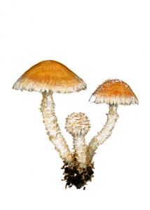 Psathyrella pervelata Kits. Wav. attēls