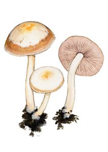 Psathyrella spadicea (Schaeff.) Singer attēls