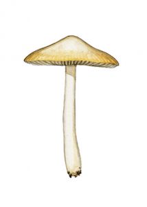 Psathyrella spadiceogrisea (Schaeff.) Maire attēls