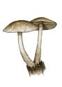 Psathyrella spec. attēls