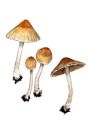 Psathyrella squamosa attēls