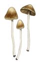 Psathyrella subnuda  (P. Karst.)A. H. Sm. attēls