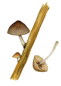 Psathyrella typhae (Kalchbr.) A. Pearson & Dennis attēls