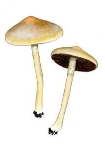 Psathyrella vernalis (Lange) M. M. Moser attēls