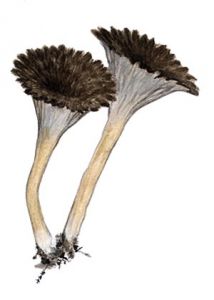 Pseudocraterellus sinuosus attēls