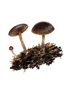 Psilocybe coprophila (Bull.: Fr.)P. Kumm. attēls