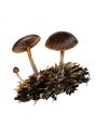 Psilocybe coprophila (Bull.: Fr.)P. Kumm. attēls