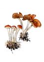 Psilocybe cyanescens attēls