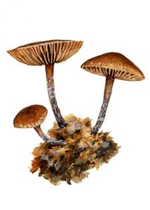 Psilocybe inquilina (Fr.: Fr.) Bres attēls