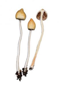 Psilocybe semilancelata (Fr.) P. Kumm. attēls