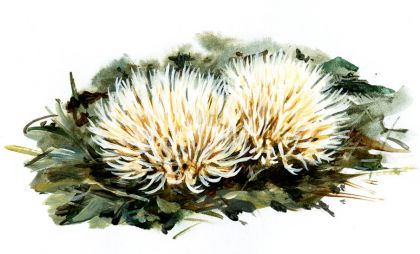 Pterula multifida (Chevall.) Fr. attēls