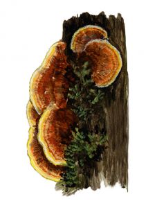 Pycnoporellus fulgens (Fr.) Donk attēls