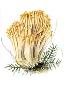Ramaria aurea (Fr.) Quēl. attēls