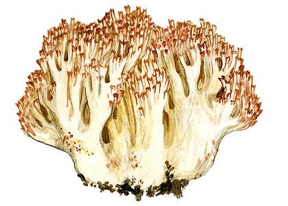 Ramaria botrytis (Pers.) Ricken attēls