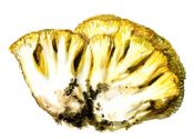 dzeltenā korallene attēls