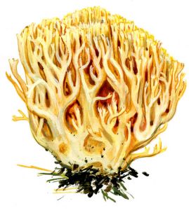 Ramaria formosa (Pers.) Quel. attēls