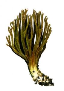 Ramaria ochraceovirens (Jungh.) Donk attēls