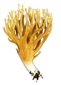 Ramaria stricta (Pers.) Quel. attēls