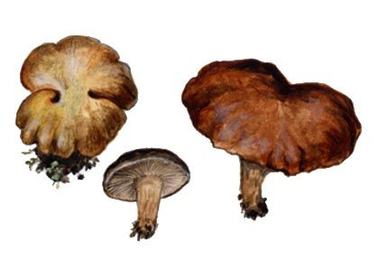 Rhodocybe nitellina (Fr.: Fr.) Raithel. attēls