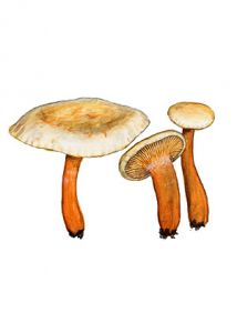 Ripartites tricholoma (Alb.& Schwein.: Fr.) P. Karst. attēls