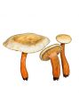 Ripartites tricholoma (Alb.& Schwein.: Fr.) P. Karst. attēls