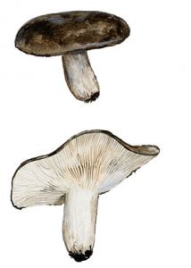 Russula acrifolia Romagn. attēls