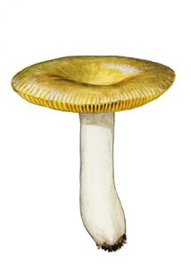 Russula adulterina Fr. attēls