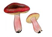 Russula amoenipes Romagn. attēls