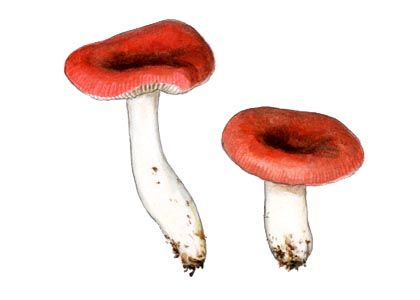 Russula aquosa Leclair attēls