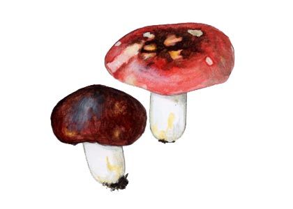 Russula atropurpurea Krombh. attēls