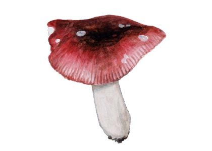 Russula atrorubens Quél. ss. Romagn. attēls