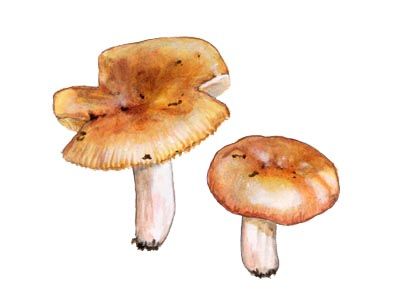 Russula aurantiaca J. Schaeff. attēls