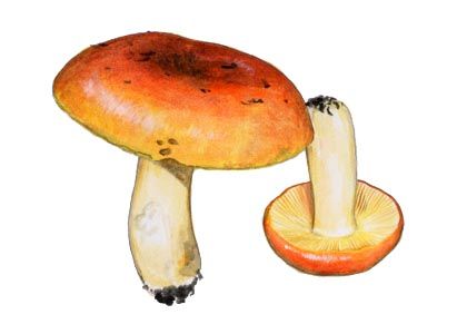 Russula aurata (With.) Fr. attēls