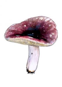 Russula badia  Quél. attēls