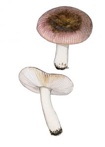 Russula brunneoviolacea Crawschay attēls