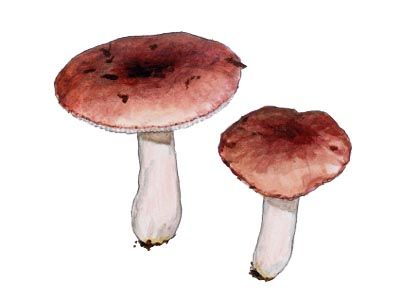 Russula carminea J.Schaffer ss. J. Blum attēls