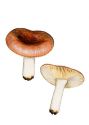 Russula cessans Pers. ss. Romagn. attēls