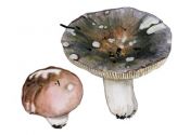 Russula cyanoxantha (Schaeff.) Fr. attēls