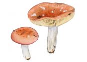 Russula decolorans (Fr.) Fr. attēls