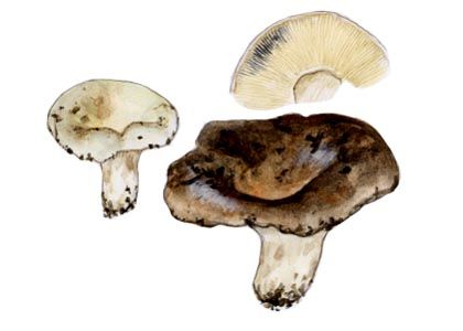 Russula densifolia Gillet attēls