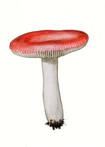 Russula emetica Fr. var. pineticola Melzer attēls