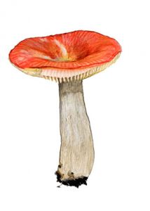 Russula emetica. var. griseascens Bon attēls