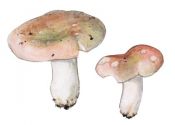 Russula exalbicans (Secr.) Melzer & Zvara attēls