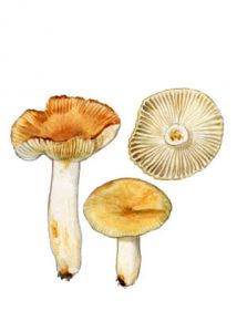 Russula farinipes Romell ap. Britzelm attēls