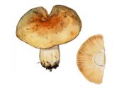 Russula fellea Fr. attēls